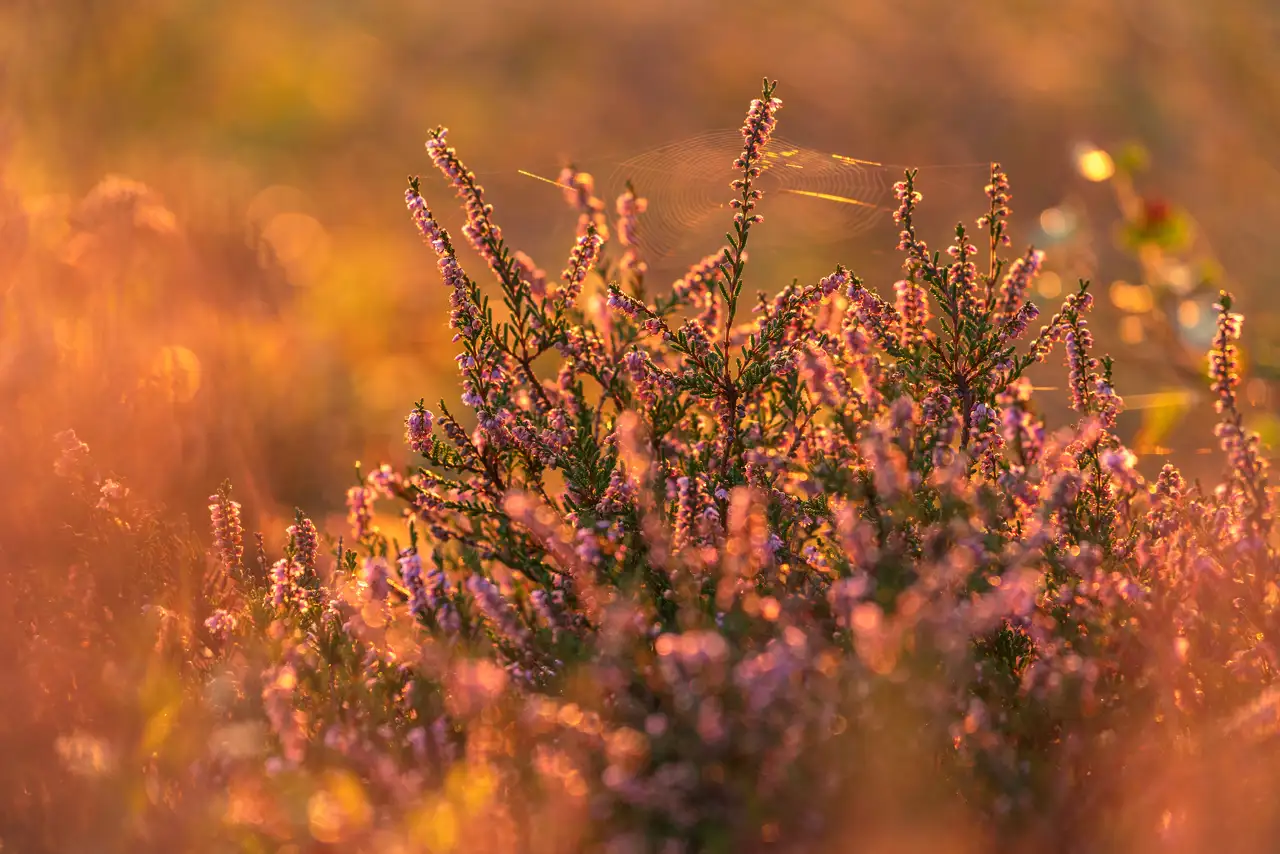 Purple heather blossoms in soft focus, illuminated by warm golden sunlight. Delicate strands of a spider web stretch between the flowers, and the background is a hazy blend of orange and green hues, creating a serene, late-summer atmosphere.