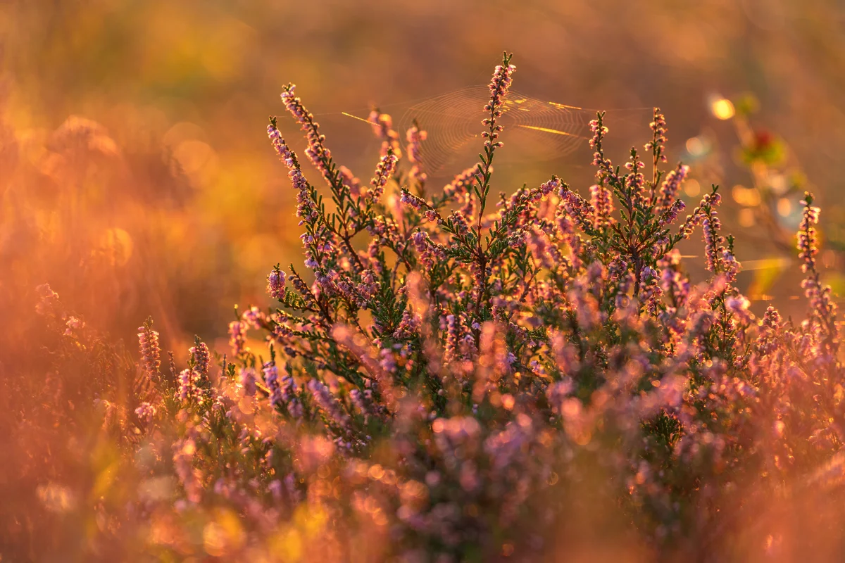 Pink heather in bloom with a dewy spider's web on heathland at golden sunrise