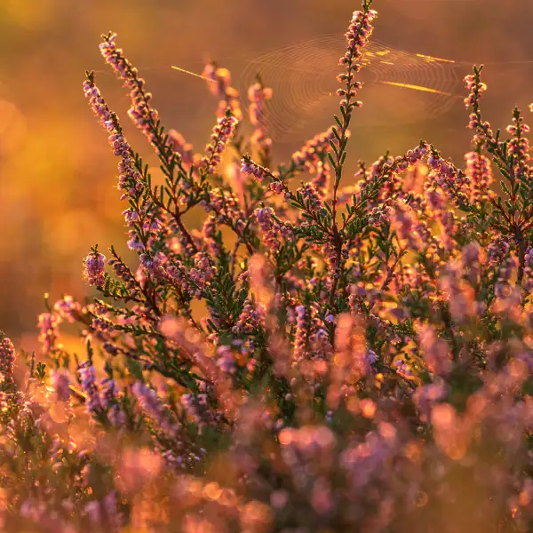 Edge of autum