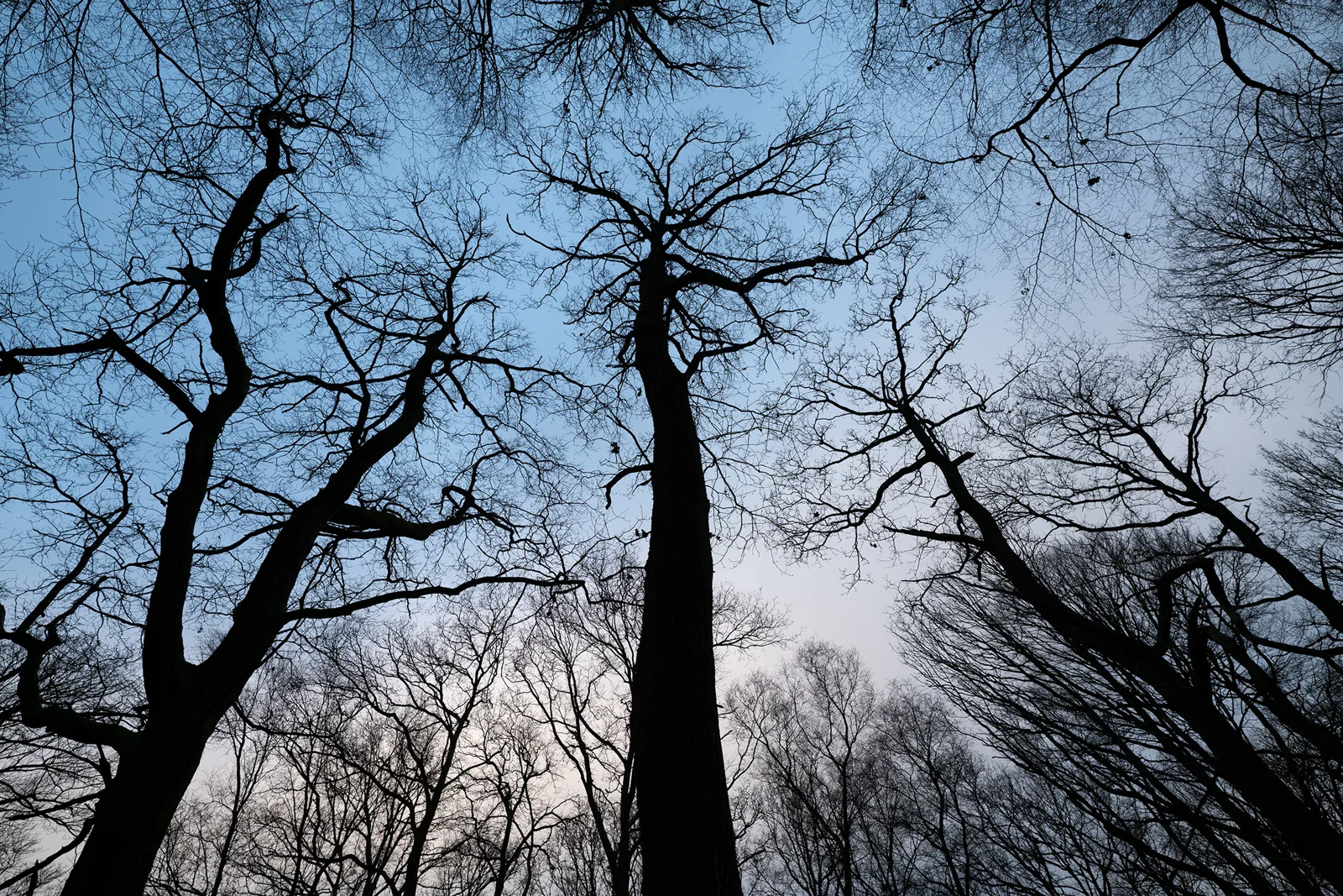 Bare tree silhouettes against a clear blue twilight sky in winter woodland, viewed looking up at the canopy