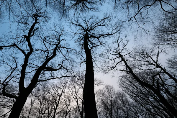 Bare tree silhouettes against a clear blue twilight sky in winter woodland, viewed looking up at the canopy