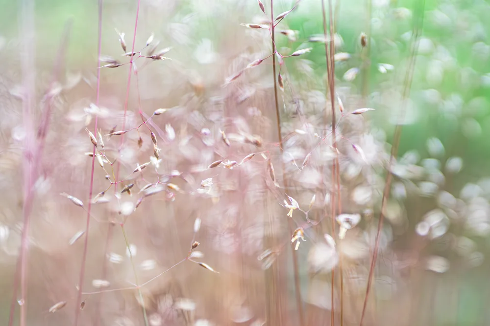 Delicate grass seedheads on slender pink stems in soft summer meadow light, dreamy pastel bokeh