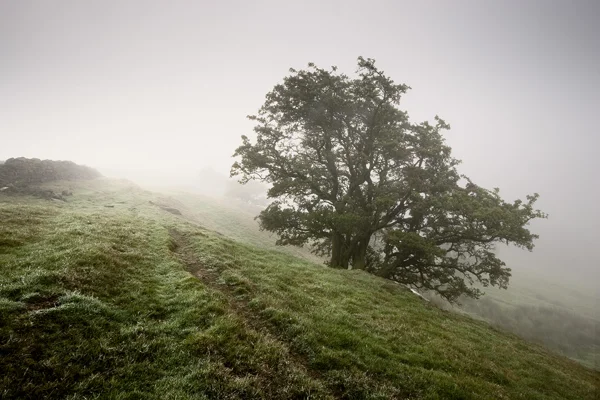 Misty Morning II