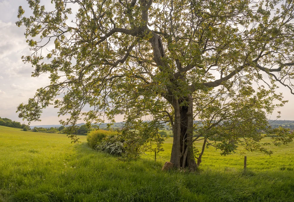 Mature walnut tree in a green pasture at golden hour, with rolling countryside and hedgerow beyond in late spring.