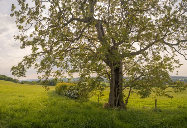 Mature walnut tree in a green pasture at golden hour, with rolling countryside and hedgerow beyond in late spring.