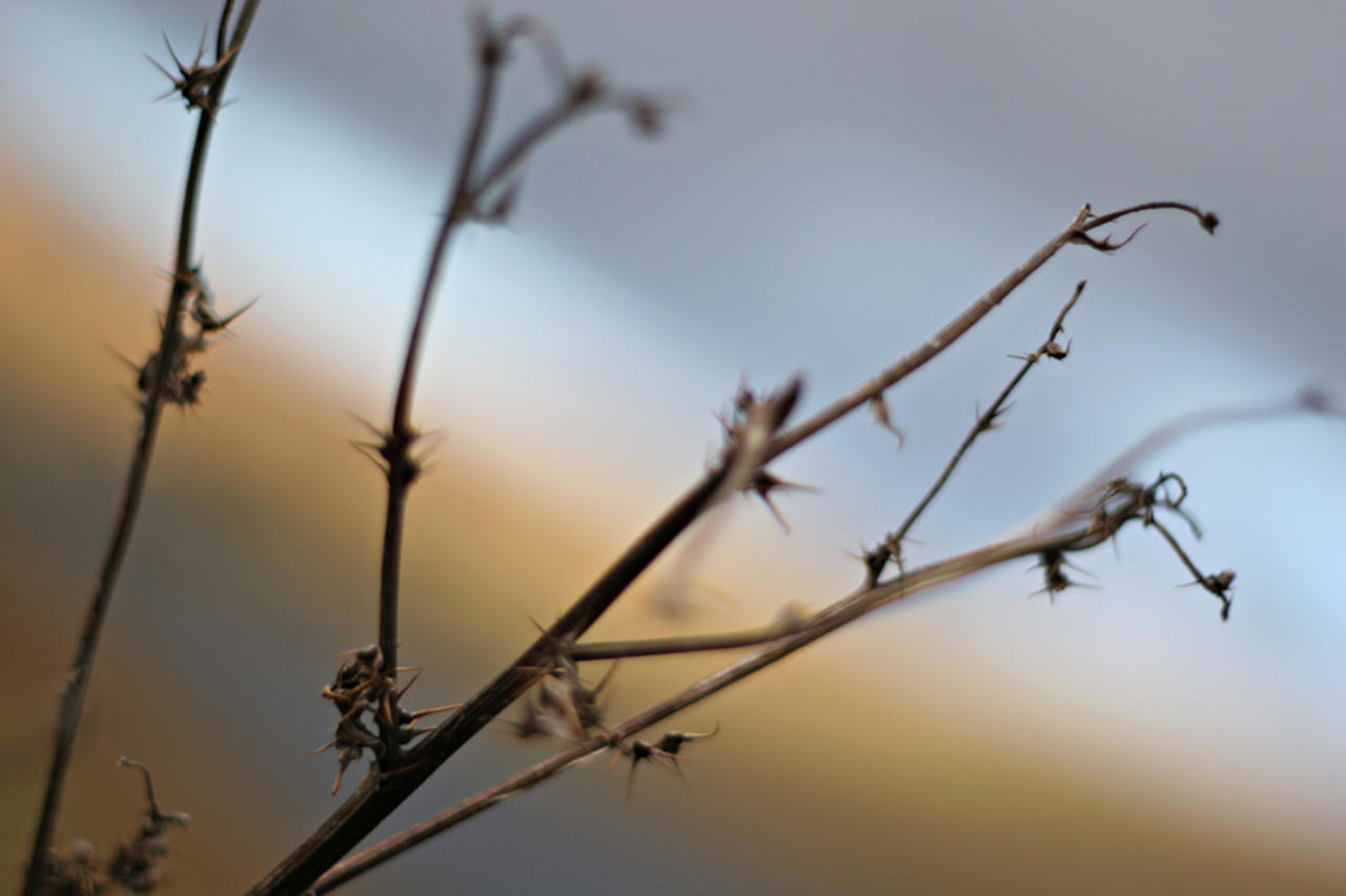 Thistle, Angram Reservoir