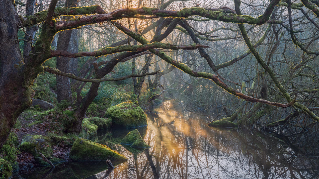 Sunlight filters through dense, bare branches of moss-covered trees arching over a tranquil stream. The water reflects the soft golden light, surrounded by lush green foliage and rocks covered in moss. Mist lightly hovers above the stream, enhancing the serene forest atmosphere.