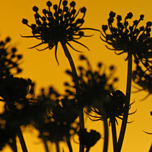Flowers: Flowers