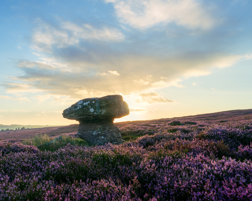 Moorland Landscapes: A unique moorland rock formation stands prominently amidst a blanket of purple heather. The low sun partially hidden behind the rock casts a soft golden light on the scene, accentuating the warmth of the sunset skies adorned with gentle clouds. a rock in a field of purple flowers