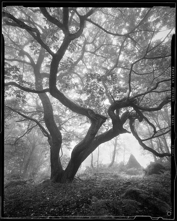 Ancient Woodland