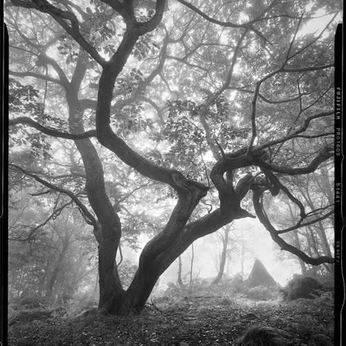 Ancient Woodland: Ancient Woodland