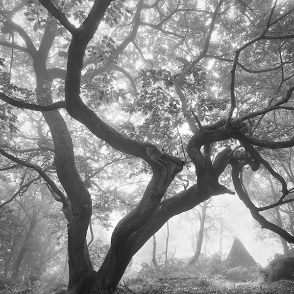 Ancient Woodland
