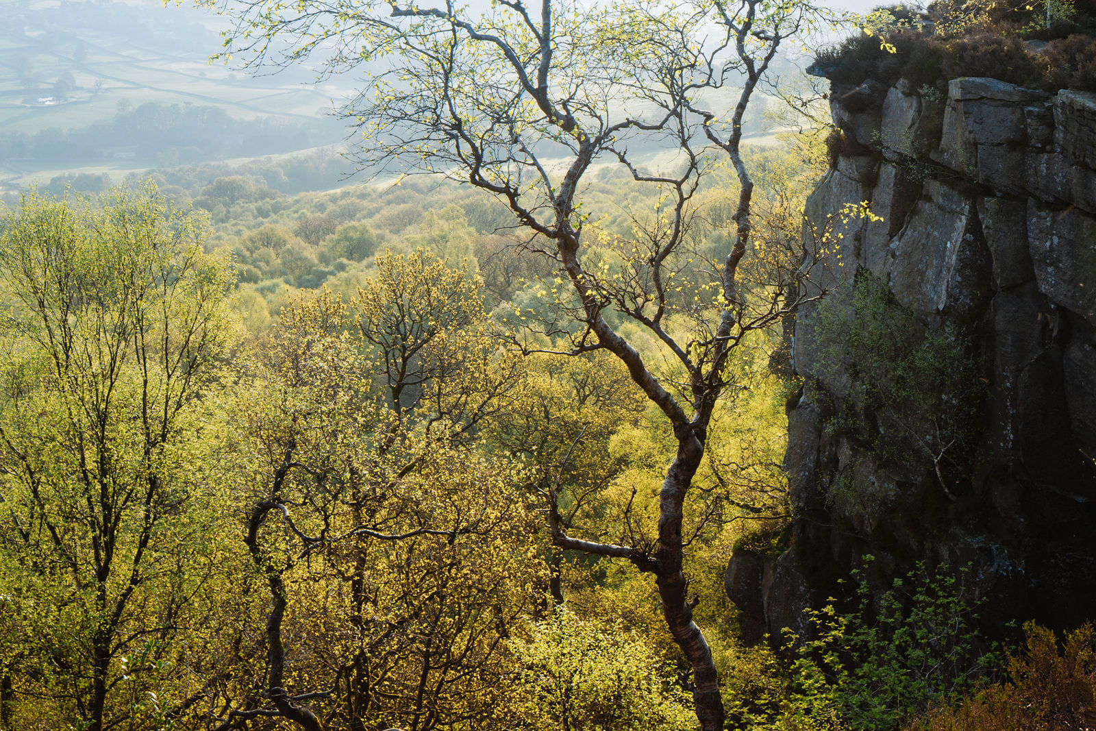 Thin tree branches with budding leaves stand in the foreground, backlit by soft sunlight. A rocky cliff extends on the right, and a lush valley filled with trees stretches into the distance, fading into a hazy horizon. The landscape is warmly lit, creating a serene and vibrant scene.