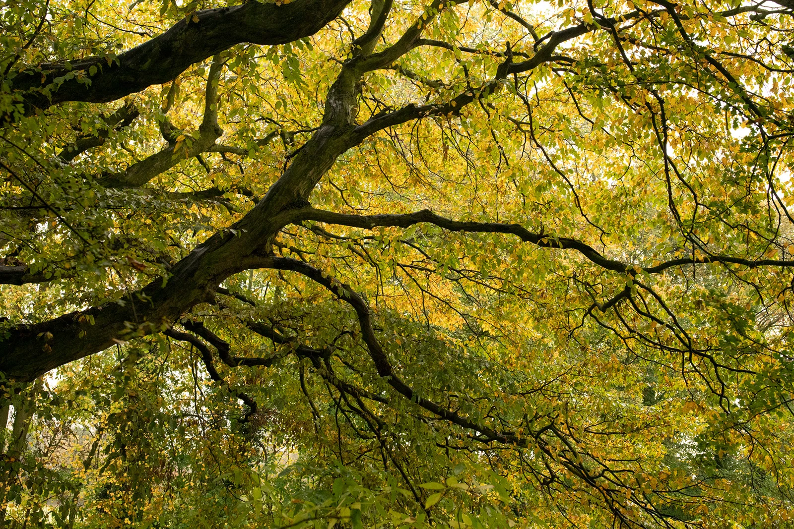 Spreading tree branches with golden and green leaves in autumn woodland, viewed from below in soft light