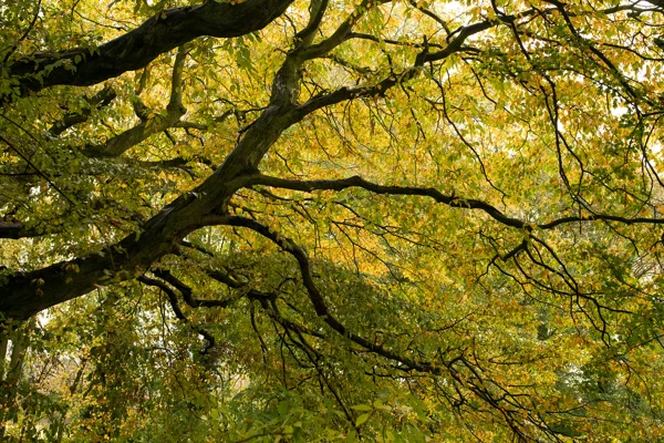 Spreading tree branches with golden and green leaves in autumn woodland, viewed from below in soft light