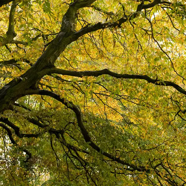 School run trees