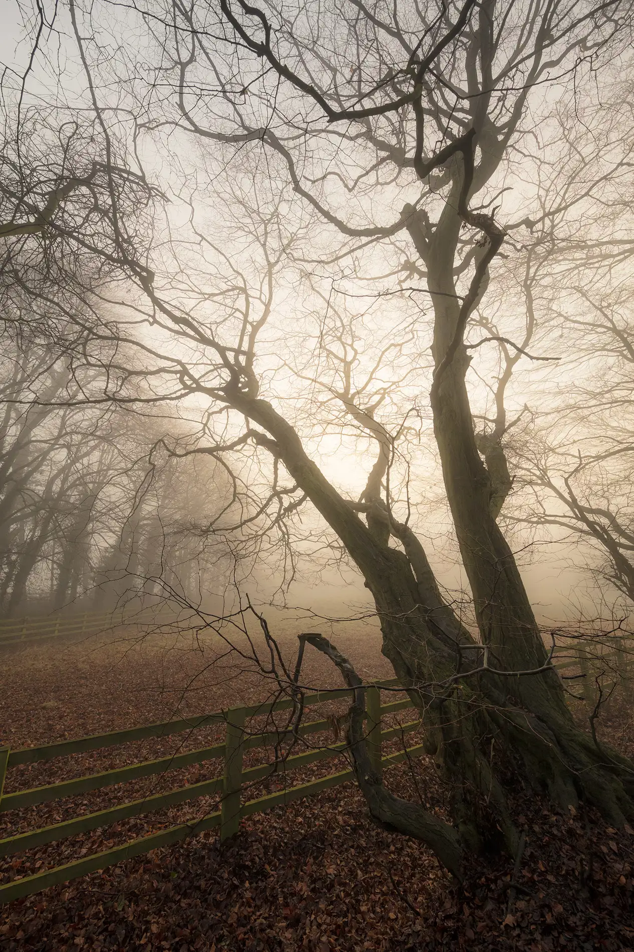 Bare twisted tree beside a wooden fence in misty winter woodland at dawn, soft golden backlight through fog