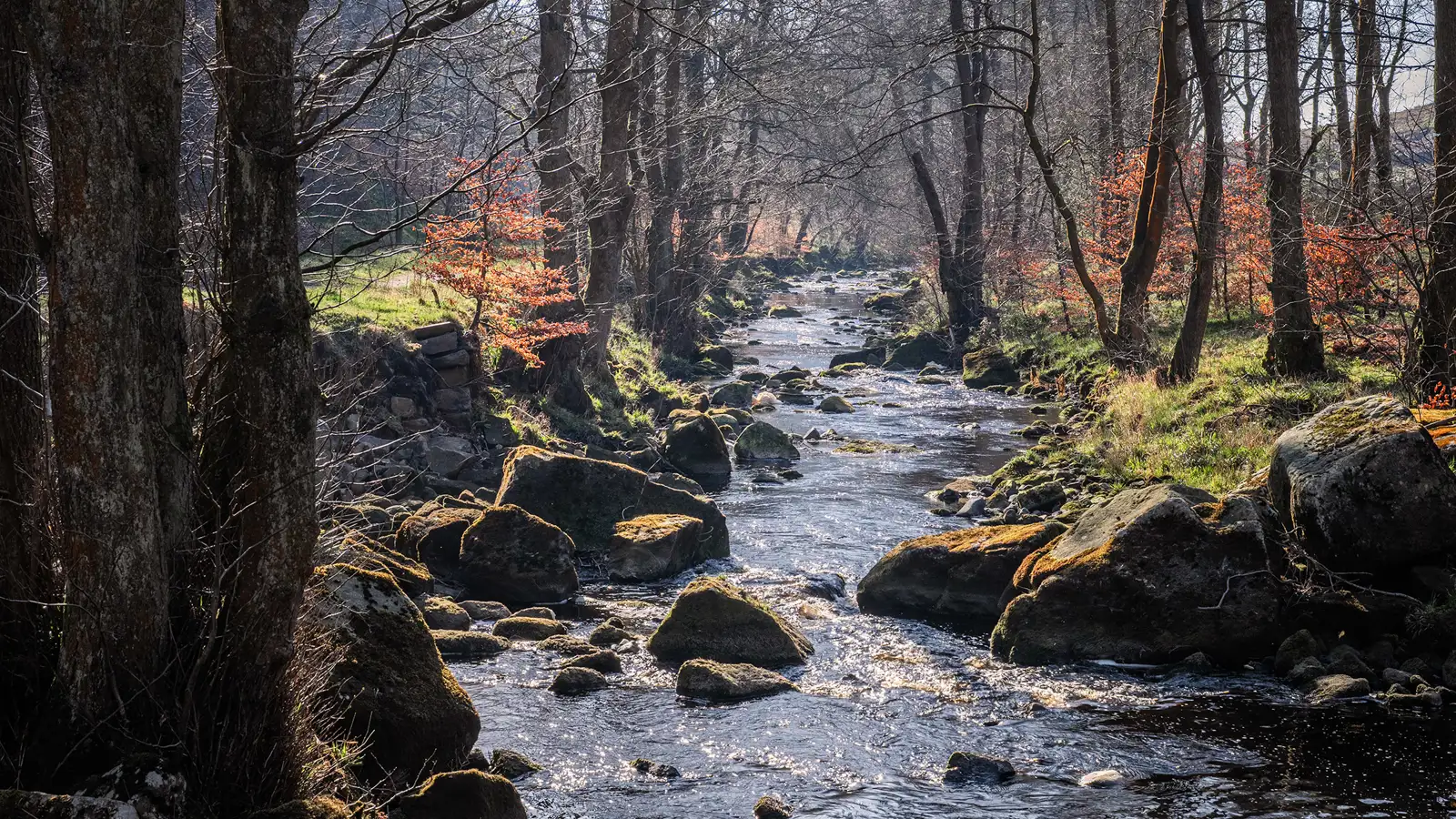 Sunlit stream flowing through a forest with trees on either side, some with orange leaves. Rocks and boulders line the water, and patches of green grass are visible on the banks. The light creates a shimmering effect on the water's surface.