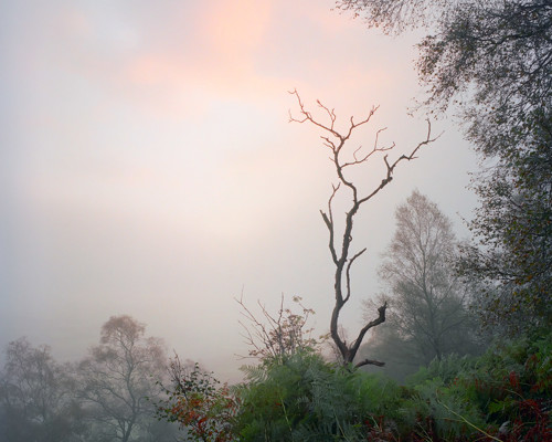 A Journey Through Ancient Woodland:  a large tree in a forest