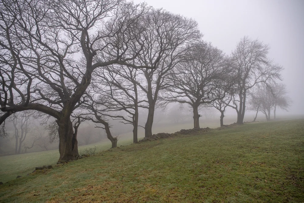 Row of bare oak trees along a drystone wall in misty winter farmland with frosty grass