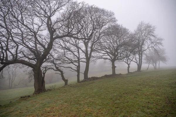 Row of bare oak trees along a drystone wall in misty winter farmland with frosty grass
