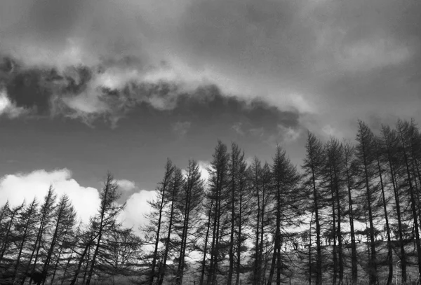 tree line