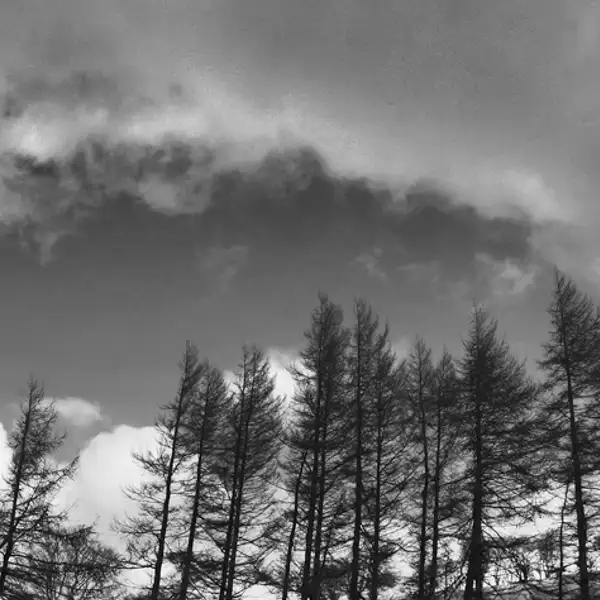 tree line