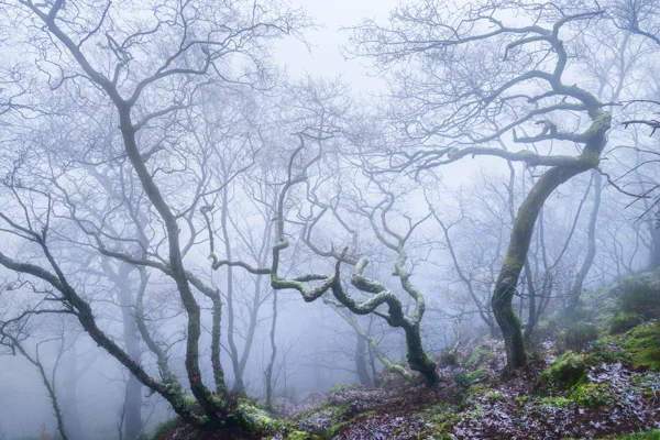 Gnarled, moss-covered trees with bare branches in dense fog within an ancient woodland.