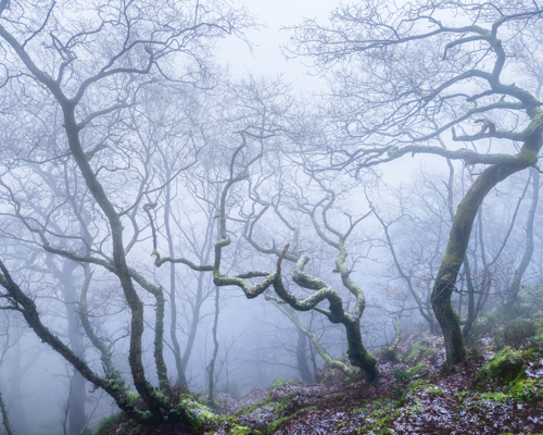 A Journey Through Ancient Woodland: An ethereal North Yorkshire woodland. Twisted, bare branches reach out like dancers frozen in time, shrouded in a delicate mist. A gentle dusting of snow clings to the woodland floor, enhancing the scene's serene, otherworldly quality. a group of trees with flowers