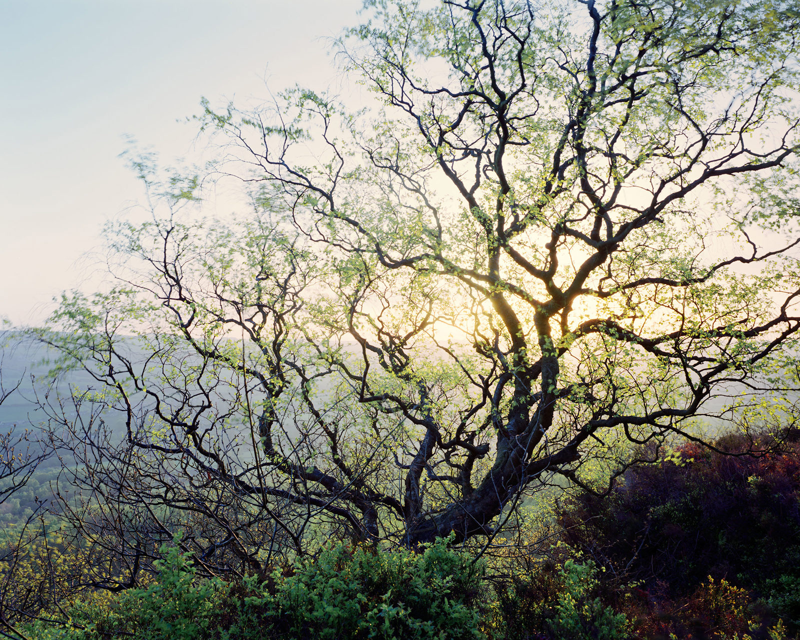 A sprawling tree with slender, twisting branches and fresh green leaves is silhouetted against a softly lit sunrise or sunset. The background is a misty, rolling landscape with subtle hints of distant hills or fields, bathed in a gentle, warm glow. The foreground is lush with low bushes and plants, adding texture and depth to the scene.